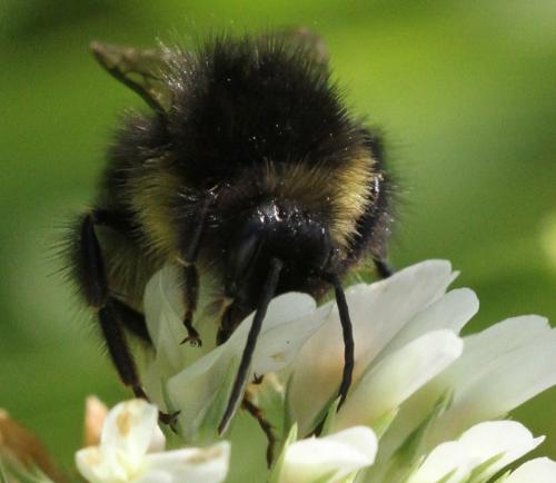 Bombus soroeensis proteus